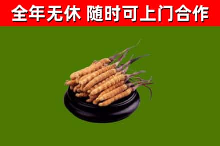 衢州烟酒回收冬虫夏草.jpg